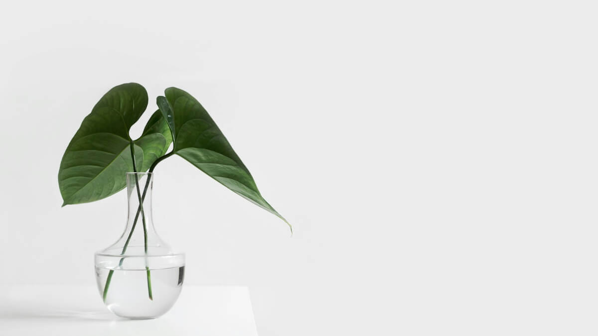 green leafed plant on clear glass vase filled with water