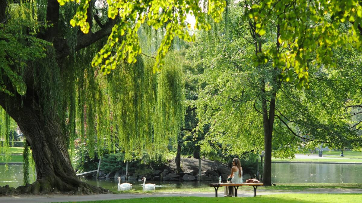 boston public garden, boston, massachusetts